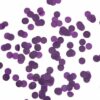Dark Purple Round Tissue confetti 2.5cm (5g)