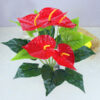 Anthurium flower2