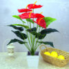 Anthurium flower4