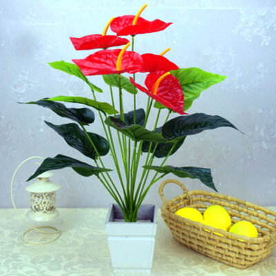 Anthurium flower4
