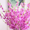 Dancing Lady Orchids Stems Flower Plant pink3