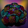 UV neon party balloon black dot 12 inch glow under blacklight, Auckland NZ